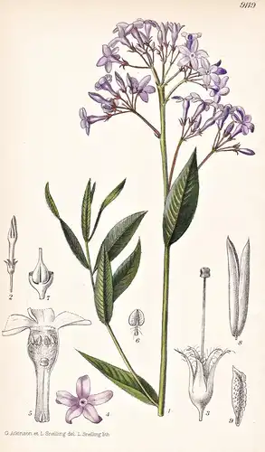 Rhazya Orientalis. Tab 9119 - Orient / Pflanze Planzen plant plants / flower flowers Blume Blumen / botanical