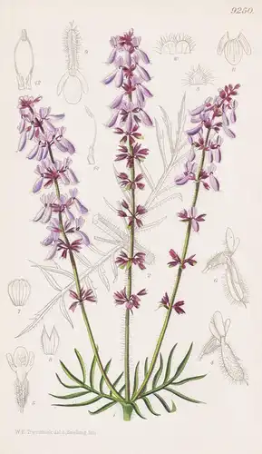 Salvia Jurisicii. Tab 9250 - Balkan Peninsula Balkanhalbinsel / Pflanze Planzen plant plants / flower flowers