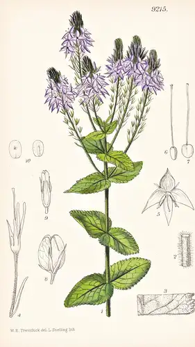 Veronica Teucrium Thracica. Tab 9215 - Balkan Peninsula Balkanhalbinsel / Pflanze Planzen plant plants / flowe