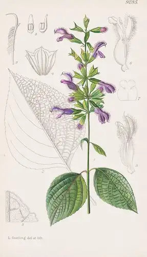 Salvia Mexicana f. minor. Tab 9285 - Mexico Mexiko / Pflanze Planzen plant plants / flower flowers Blume Blume