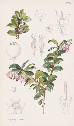 Vaccinium Retusum. Tab 9291 - India Indien / Pflanze Planzen plant plants / flower flowers Blume Blumen / bota