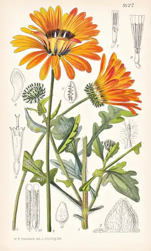 Venidium Fastuosum. Tab 9127 - South Africa Südafrika / Pflanze Planzen plant plants / flower flowers Blume Bl