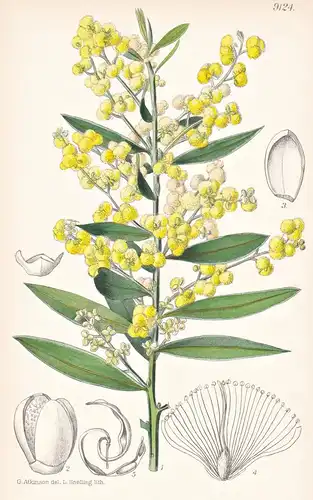 Acacia Marginata. Tab 9124 - Australia Australien / Pflanze Planzen plant plants / flower flowers Blume Blumen