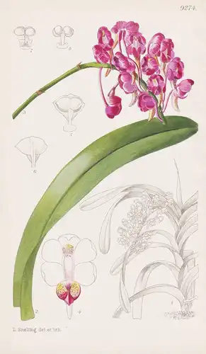Aerides Jarckianum. Tab 9274 - Philippines Philippinen / Pflanze Planzen plant plants / flower flowers Blume B