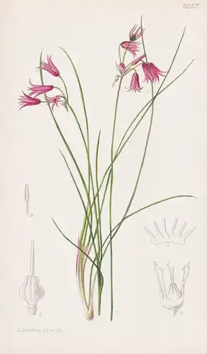 Allium Amabile. Tab 9257 - China / Pflanze Planzen plant plants / flower flowers Blume Blumen / botanical Bota