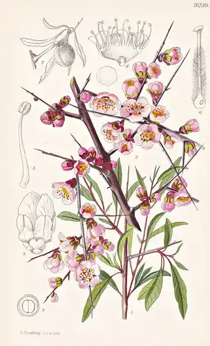 Amygdalus Tangutica. Tab 9239 - China / Pflanze Planzen plant plants / flower flowers Blume Blumen / botanical
