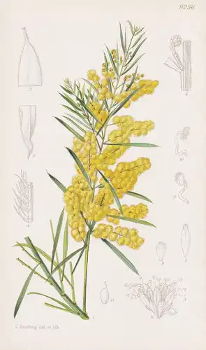 Acacia Fimbriata. Tab 9256 - Australia Australien / Pflanze Planzen plant plants / flower flowers Blume Blumen