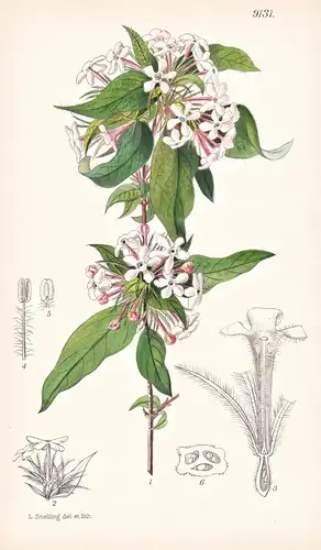 Abelia Triflora. Tab 9131 - Himalaya / Pflanze Planzen plant plants / flower flowers Blume Blumen / botanical