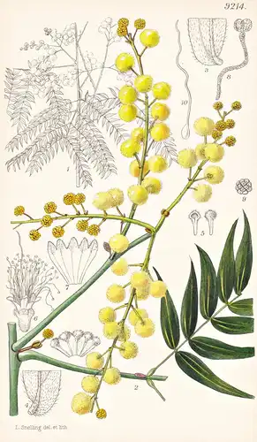 Acacia Elata. Tab 9214 - New South Wales / Pflanze Planzen plant plants / flower flowers Blume Blumen / botani