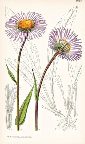 Aster Farreri. Tab 9223 - Asia Asien / Pflanze Planzen plant plants / flower flowers Blume Blumen / botanical