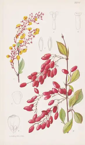 Berberis Francisci-Ferdinandi. Tab 9281 - China / Pflanze Planzen plant plants / flower flowers Blume Blumen /