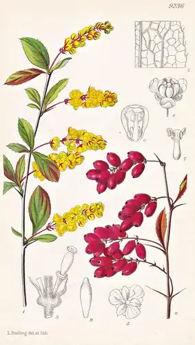 Berberis Mitifolia. Tab 9235 - China / Pflanze Planzen plant plants / flower flowers Blume Blumen / botanical