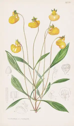 Calceolaria Acutifolia. Tab 9278 - South America Südamerika / Pflanze Planzen plant plants / flower flowers Bl
