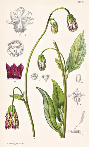 Codonopsis Meleagris. Tab 9237 - China / Pflanze Planzen plant plants / flower flowers Blume Blumen / botanica