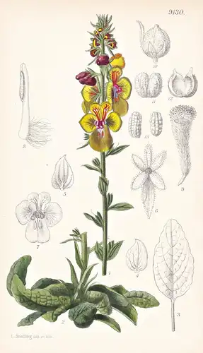 Celsia Bugulifolia. Tab 9130 - Asia Minor Kleinasien / Pflanze Planzen plant plants / flower flowers Blume Blu