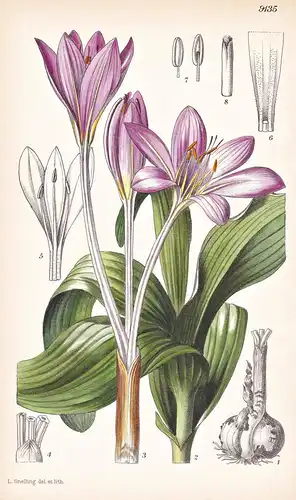 Colchicum Cilicium. Tab 9135 - Asia Minor Kleinasien / Pflanze Planzen plant plants / flower flowers Blume Blu