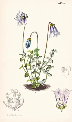 Codonopsis Ovata. Tab 9208 - Himalaya / Pflanze Planzen plant plants / flower flowers Blume Blumen / botanical
