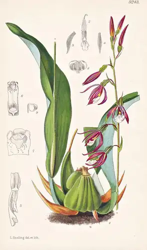 Epidendrum Campylostalix. Tab 9243 - America Amerika / Orchidee orchid / Pflanze Planzen plant plants / flower