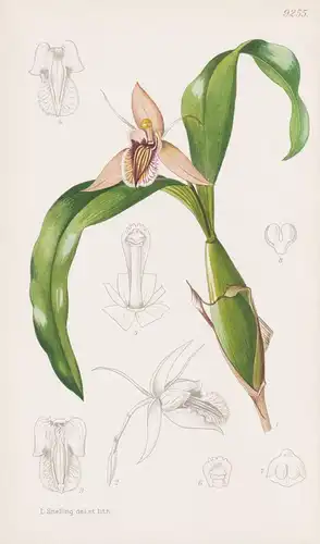 Coelogyne Ovalis. Tab 9255 - India Indien / Orchidee orchid / Pflanze Planzen plant plants / flower flowers Bl