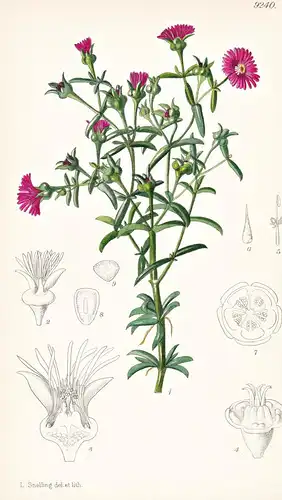 Delosperma Ornatulum. Tab 9240 - South Africa Südafrika / Pflanze Planzen plant plants / flower flowers Blume