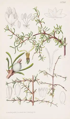 Coprosma Propinqua. Tab 9286 - New Zealand Neuseeland / Pflanze Planzen plant plants / flower flowers Blume Bl