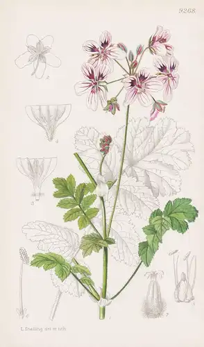 Erodium Mouretii. Tab 9268 - Morocco Marokko / Pflanze Planzen plant plants / flower flowers Blume Blumen / bo