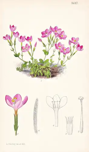 Erythraea Scilloides. Tab 9137 - Europe Europa / Pflanze Planzen plant plants / flower flowers Blume Blumen /