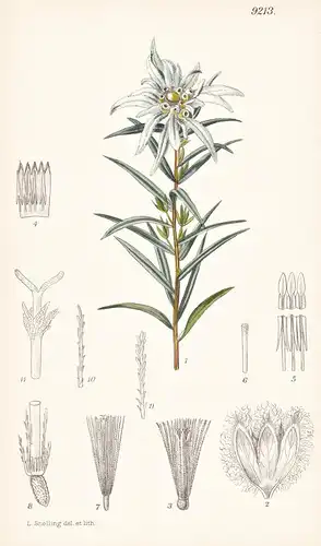 Leontopodium Haplophylloides. Tab 9213 - China / Pflanze Planzen plant plants / flower flowers Blume Blumen /