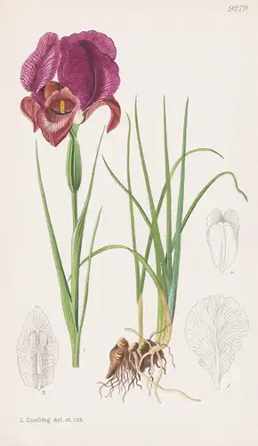 Iris Polakii Protonyma. Tab 9279 - Orient / Pflanze Planzen plant plants / flower flowers Blume Blumen / botan