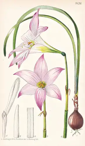 Habranthus Robustus. Tab 9126 - Argentina Argentinien / Pflanze Planzen plant plants / flower flowers Blume Bl