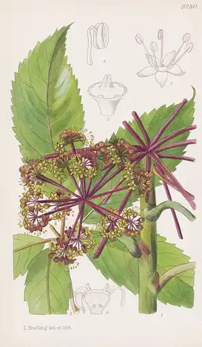 Nothopanax Arboreus. Tab 9280 - New Zealand Neuseeland / Pflanze Planzen plant plants / flower flowers Blume B