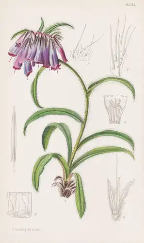 Onosma Hookeri Wardii. Tab 9254 - Tibet / Pflanze Planzen plant plants / flower flowers Blume Blumen / botanic