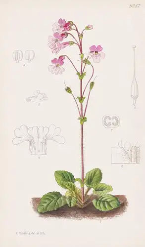 Ourisia Alpina. Tab 9287 - South America Südamerika / Pflanze Planzen plant plants / flower flowers Blume Blum