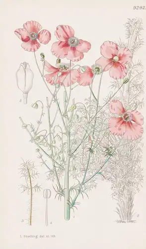 Papaver Trinifolium. Tab 9292 - Asia Minor Kleinasien / Pflanze Planzen plant plants / flower flowers Blume Bl