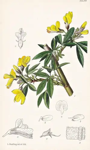 Piptanthus Concolor Yunnanensis. Tab 9234 - China / Pflanze Planzen plant plants / flower flowers Blume Blumen