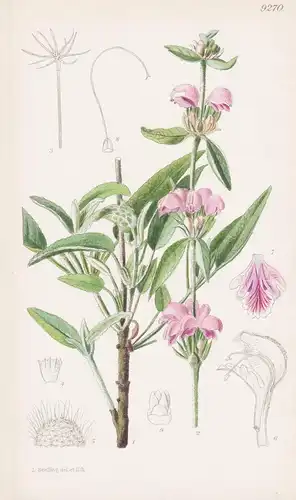 Phlomis Italica. Tab 9270 - Balearic Islands Balearen / Pflanze Planzen plant plants / flower flowers Blume Bl