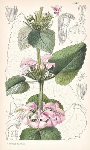 Phlomis Bovei. Tab 9144 - North Africa Nordafrika / Pflanze Planzen plant plants / flower flowers Blume Blumen