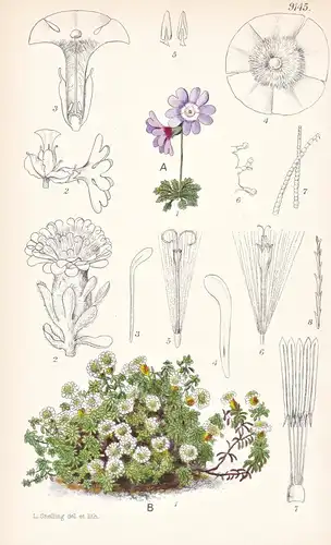 Primula Bella. Tab 9145 - China / Pflanze Planzen plant plants / flower flowers Blume Blumen / botanical Botan