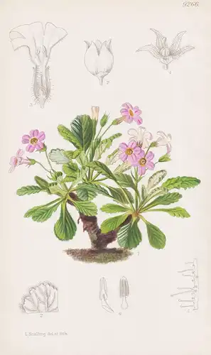 Primula Dubernardiana. Tab 9266 - China / Pflanze Planzen plant plants / flower flowers Blume Blumen / botanic