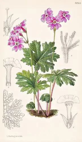 Primula Latisecta. Tab 9245 - Tibet / Pflanze Planzen plant plants / flower flowers Blume Blumen / botanical B