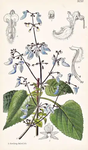 Plectranthus Chiradzulensis. Tab 9235 - Africa Afrika / Pflanze Planzen plant plants / flower flowers Blume Bl