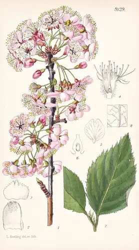 Prunus Cantabrigiensis. Tab 9129 - China / Pflanze Planzen plant plants / flower flowers Blume Blumen / botani