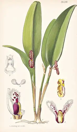 Pleurothallis Ophiocephala. Tab 9128 - America Amerika / Pflanze Planzen plant plants / flower flowers Blume B