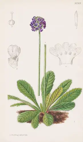 Primula Concholoba. Tab 9289 - India Indien / Pflanze Planzen plant plants / flower flowers Blume Blumen / bot