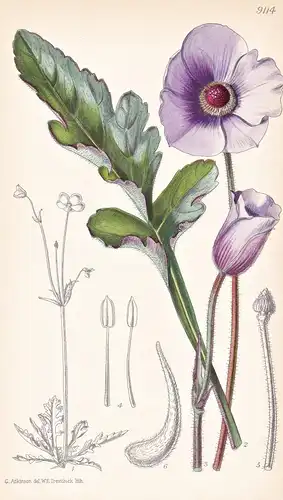 Anemone Glauciifolia. Tab 9114 - Pflanze Planzen plant plants / flower flowers Blume Blumen / botanical Botani