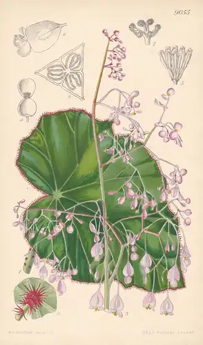 Begonia Manicata. Tab 9055 - Mexico Mexiko / Pflanze Planzen plant plants / flower flowers Blume Blumen / bota