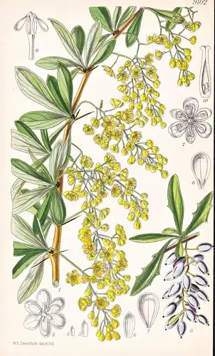 Berberis Lycioides. Tab 9102 - India Indien / Pflanze Planzen plant plants / flower flowers Blume Blumen / bot