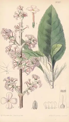 Buddleia Farreri. Tab 9027 - China / Pflanze Planzen plant plants / flower flowers Blume Blumen / botanical Bo