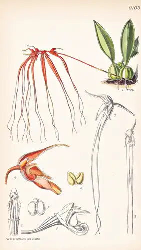 Cirropetalum Miniatum. Tab 9109 - Annam / Orchidee orchid / Pflanze Planzen plant plants / flower flowers Blum
