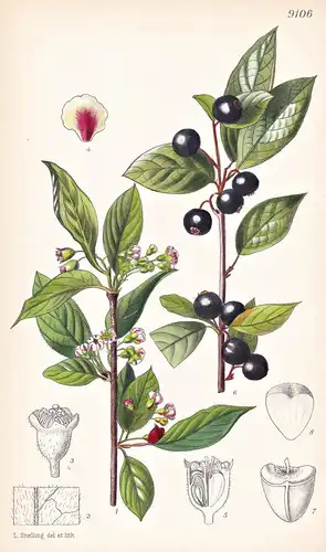 Cotoneaster Ambigua. Tab 9106 - China / Pflanze Planzen plant plants / flower flowers Blume Blumen / botanical